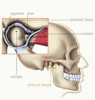 TMJ diagram